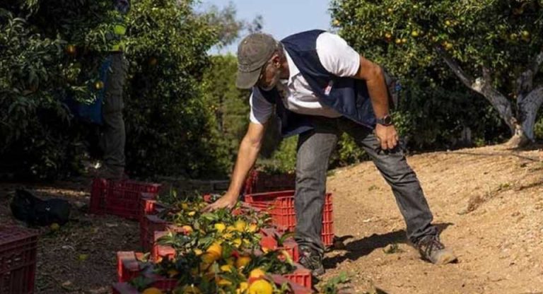 España | Un informe al tercer año de injertar la mandarina XLO confirma su precocidad y su productividad