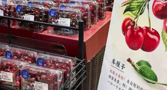 Exportaciones de cerezas chilenas 2025-2026 récord de envíos a china y precios estable