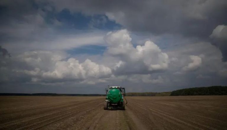 Arándanos: investigan la biología reproductiva para potenciar el mejoramiento genético