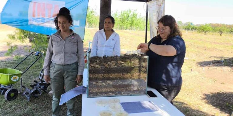 Fiel a su economía expresiva, en el idioma japonés “bokashi” alude en sus orígenes a un tipo de mezcla. En agricultura, el término fue adoptado para nombrar a un tipo de abono orgánico fermentado que hoy muchos asimilan al compost tradicional, pero que tiene ciertas características que lo hacen tan particular como útil. Una advertencia previa: si le preguntan a Julieta Quiroga Martínez, una de las técnicas del INTA IPAF NOA que se especializa en esa técnica, el bokashi no es ninguna “hippeada” reswervada solo para los cultores de la agroecología, sino un insumo muy útil al que estudian continuamente por su potencial en producciones extensivas o intensivas. “Sé que muchos piensan eso”, se sincera Martínez, y asegura que su tarea es, precisamente generar conocimiento que sostenga que, más que una técnica “border”, el bokashi es “un biofertilizante potenciado que repercute en el rendimiento de los cultivos”. En plena Quebrada de Humahuaca, en la localidad de Los Hornillos, un grupo de investigadoras ensaya las distintas aplicaciones de este tipo de compost, que se sabe efectivo a baja dosis y en pequeña o gran escala, pero que también suscita advertencias no menores en su producción, pero también su aplicación. Porque el bokashi puede resultar tan efectivo -y tan tóxico- como un agroquímico convencional, porque los hay de diferente tipo y porque hasta se pueden incendiar durante el proceso de elaboración es que Bichos de Campo dialogó en profundidad con Julieta y el resto de su equipo, que escriben un capítulo reciente en la historia de un compuesto muy antiguo. Decir que el bokashi es un abono a base de residuos orgánicos y tierra es demasiado simplista. En rigor, hay detrás un proceso de trabajo que, aunque es menos extenso que el compost convencional -aquel que muchos hacen en el patio de su casa- sí tiene ciertos detalles técnicos tan complejos como relevantes. “Para poder preparar el bokashi tenemos que tener el aporte de materia orgánica, microorganismos y minerales”, explica Julieta, que repasa el proceso como si se tratase de cualquier receta culinaria. Lo primero, la materia orgánica, la aportan los residuos de otros cultivos y también los desechos de los sistemas ganaderos. Eso es lo que le da la particularidad a cada bokashi, ya que depende de la zona productiva en que se elabore. En regiones subtropicales, por ejemplo, la base la aportan restos de banana, palta y mango, mientras que en la Quebrada de Humahuaca predominan los desechos de cultivos andinos. Lo mismo sucede con la bosta, que puede ser tanto bovina, como ovina o caprina. A esa materia orgánica hay que ponerla en contacto con microorganismos que la descompongan. Para ello, uno de los ingredientes clave es el agregado de tierra del lugar, plagada de esos “bichitos” que catalizarán el alimento y se reproducirán. “Lo que nosotros hacemos es sumar un aporte inicial de levadura panadera. Con eso le damos energía a las bacterias para que puedan reproducirse y potenciar el crecimiento de los demás microorganismos”, explicó la especialista. Así es como, con la ayuda de esa levadura, se forma un “pan” de tierra, en el que la materia orgánica y la tierra se disponen por capas y se lo mantiene humedecido para ayudar a que esos microbios entren en actividad. Pero como esa actividad genera temperatura, a menudo tan alta como para incendiar literalmente el bokashi, esta etapa de fermentación requiere del más estricto control. La clave, explica Martínez, es mantener ese compost a una temperatura de no más de 65 grados, lo que permite por un lado controlar a los patógenos que aportan los desechos animales y, a la vez, evitar que mueran los organismos benéficos. Estos últimos, a fin de cuentas, son los que convertirán a ese conjunto de desechos en un biofertilizante. “La única forma de controlar la temperatura es volteándolo. En épocas de mucho calor, podemos hacerlo 4 veces por día”, detalló. A los 15 o 20 días termina el proceso de producción y se obtiene el bokashi. Es prácticamente un tercio de tiempo de lo que demora el compost convencional, donde no hay fermentación, y para cerciorarse de que su trabajo fue bien hecho y de que efectivamente los patógenos hayan sido eliminados, se hace un análisis de inocuidad. Una vez listo, ya puede aplicarse en los cultivos. Y ahí también es clave el trabajo que llevan a cabo las investigadoras, ya que el bokashi se sabe muy efectivo únicamente cuando es aplicado de forma correcta. De lo contrario, esa efectividad se convierte en toxicidad. “Sirve en pequeñas dosis porque es muy concentrado, puede ser fertilizante sólido o también puede ser aplicado como fertilizante foliar con un té que se hace disolviendo 1 kilo en 10 litros de agua”, señala Julieta, que actualmente lleva a cabo una serie de ensayos que están ayudando a determinar las dosis adecuadas. “Venimos estudiando el impacto en ajo, lechuga y maíz. Ahí la dosis es aproximadamente 20 gramos por planta -es decir, un puñado- tres veces durante todo el ciclo del cultivo. Con sólo eso ya se ve cómo repercute en el rendimiento”, aclara. Este biofertilizante, bien aplicado, ofrece una alternativa a los insumos convencionales, a bajo costo, con un ciclo de trabajo relativamente corto pero, sobre todo, a conciencia. No sólo porque hubo bokashis que se incendiaron, sino también porque no es un mero abono que se le suma a la planta. “Lo planteamos como una alternativa, no es un remedio único”, señala la investigadora, que ahora avanza con su equipo en los protocolos de elaboración y de aplicación y, a futuro, prevé que ese compost tendrá mucha adopción en la región. ¿Por qué? La respuesta, para Julieta, es sencilla: “El sistema predominante acá en la zona está en crisis. Viene colapsando la estructura del suelo, y además los agroquímicos, que son cada vez más caros, se pagan en dólares y contaminan”, concluyó.