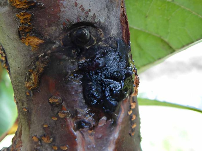 INIA publica en prestigiosa revista científica estudio clave sobre cáncer bacterial del cerezo