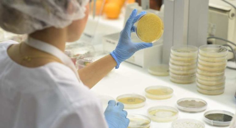 Lisboa Bioestimulantes microbianos mejoran la resistencia a la sequía