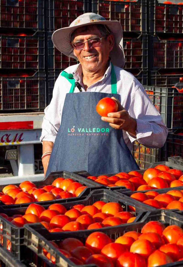 Mayor tecnología y buenas condiciones climáticas e hídricas: Lo que explica el “boom” de tomate de temporada  