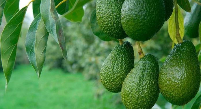 México acelera envíos de palta a Estados Unidos por el “efecto Super Bowl y marca récord rumbo a 2026