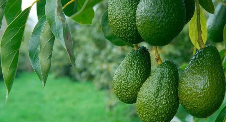 México acelera envíos de palta a Estados Unidos por el “efecto Super Bowl y marca récord rumbo a 2026