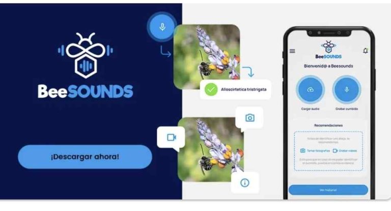 Nueva aplicación “Beesound” identifica abejas nativas por su zumbido para potenciar la polinización en frutales