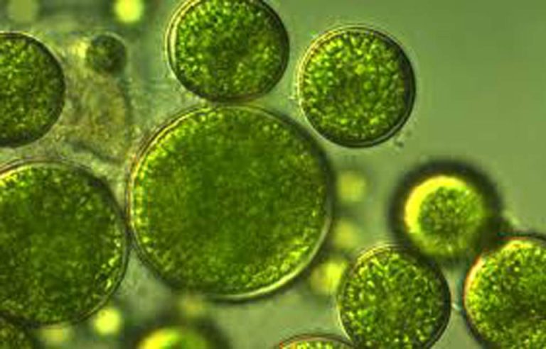 Perú | Arequipa impulsa biotecnología de microalgas para alimento, agricultura y clima