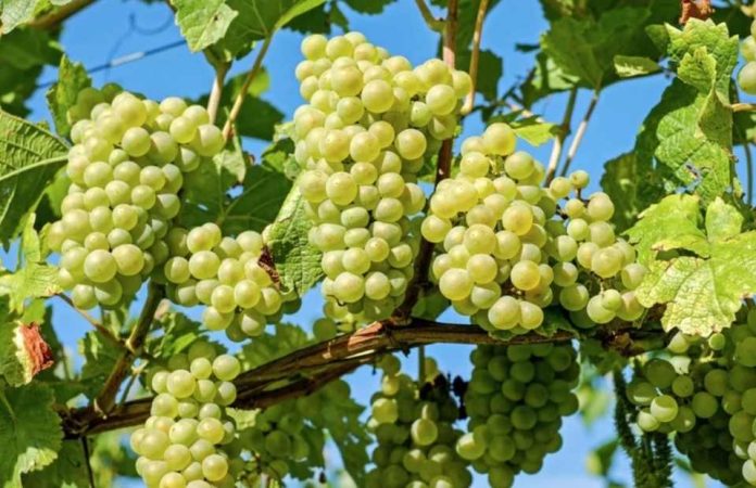 Perú: Exportaciones de uvas de mesa crecen 7.9% y apuntan a un cierre récord
