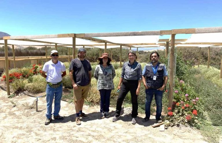 Productora de flores comestibles en Copiapó inició proceso de certificación orgánica.