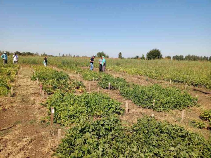 Proyecto INIA–FAO impulsa en Ñuble evaluación de variedades de poroto con foco en tolerancia a sequía