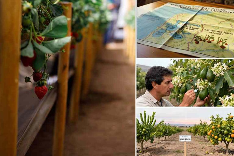 Proyectos de FIA en innovación de MINAGRI en Valparaíso