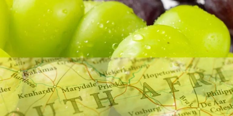 SATI avance de temporada: 14% crecen las exportaciones de uvas de mesa sudafricanas