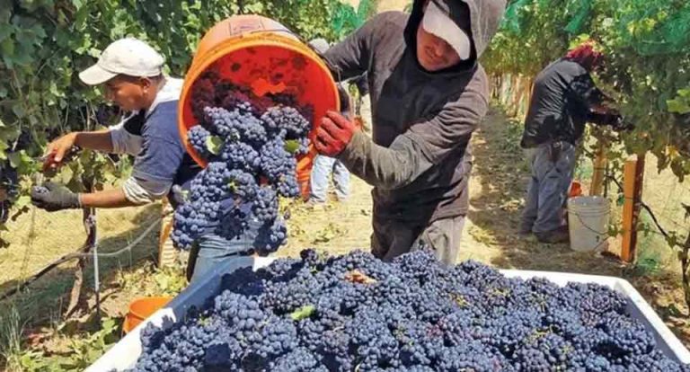 San Juan refuerza la Ley del Mosto con evidencia técnica