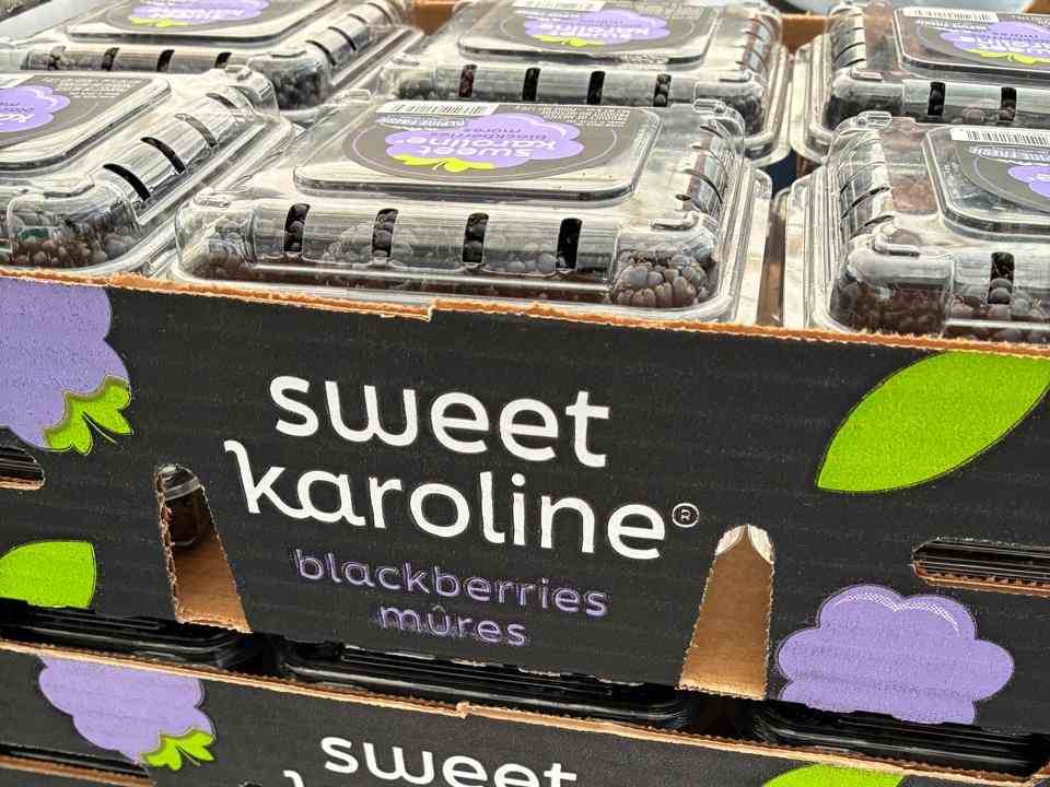 Terragénesis México: Producción de Berries en Irapuato, con Agricultura Regenerativa