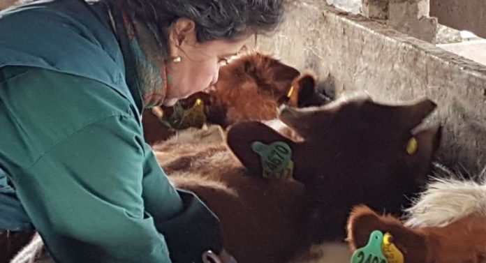 Trazabilidad Animal Declaración de Existencia Animal (DEA) 2025 alcanza cifras históricas en bovinos en la región de Los Lagos