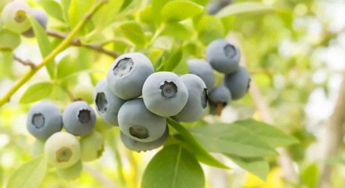 VentureFruit