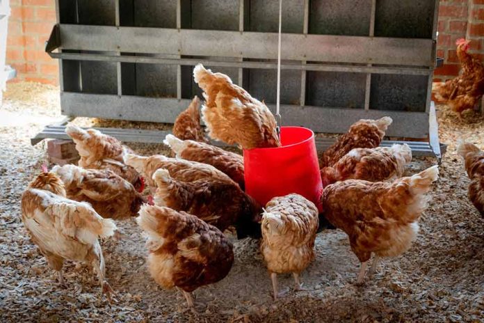 SAG eleva nivel de alerta zoosanitaria tras nuevo caso de influenza aviar en Argentina