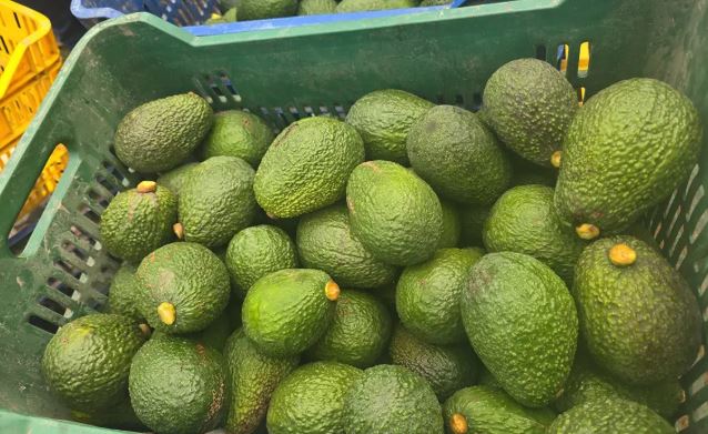 Pataz: Minera Poderosa impulsa la agroexportación de palta Hass en Chuquitambo